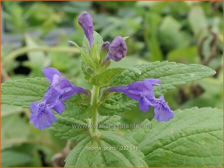 Nepeta prattii | Kattenkruid | Pratts Katzenminze | Catmint