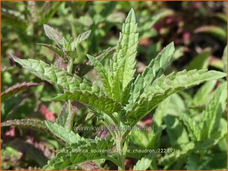 Nepeta sibirica &#039;Souvenir d&#039;Andre Chaudron&#039; | Siberisch kattenkruid, Kattenkruid | Sibirische Katzenminze | Sibe