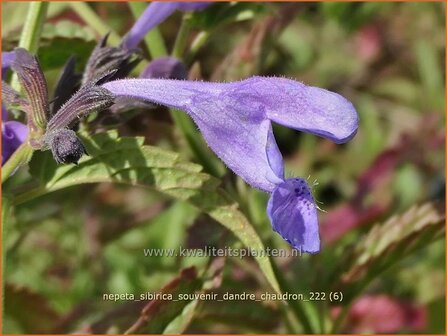Nepeta sibirica &#039;Souvenir d&#039;Andre Chaudron&#039; | Siberisch kattenkruid, Kattenkruid | Sibirische Katzenminze | Sibe