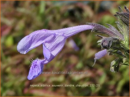 Nepeta sibirica &#039;Souvenir d&#039;Andre Chaudron&#039; | Siberisch kattenkruid, Kattenkruid | Sibirische Katzenminze | Sibe