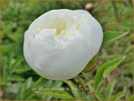Paeonia &#039;Duchesse de Nemours&#039; | Pioenroos | Pfingstrose | Peony