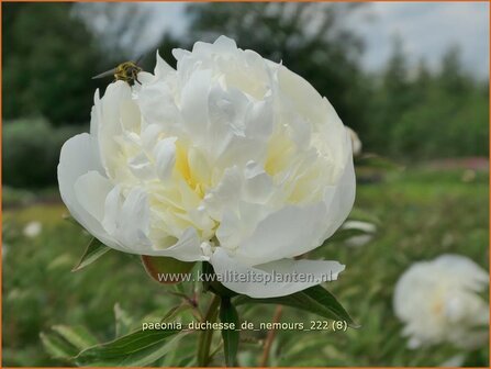 Paeonia &#039;Duchesse de Nemours&#039; | Pioenroos | Pfingstrose | Peony