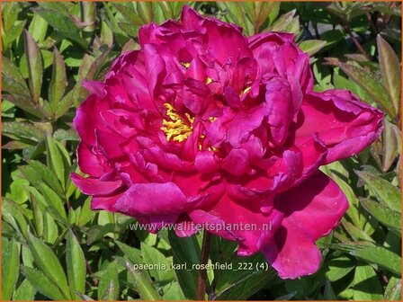 Paeonia &#039;Karl Rosenfield&#039; | Pioenroos | Pfingstrose | Peony