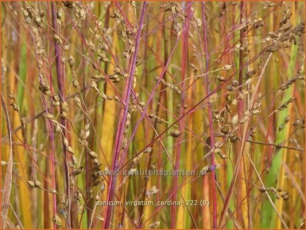 Panicum virgatum &#039;Cardinal&#039; | Vingergras, Parelgierst | Rutenhirse | Wand Panic Grass