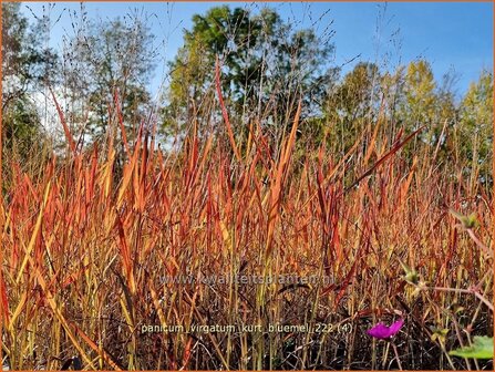 Panicum virgatum &#039;Kurt Bluemel&#039; | Vingergras, Parelgierst | Rutenhirse | Wand Panic Grass