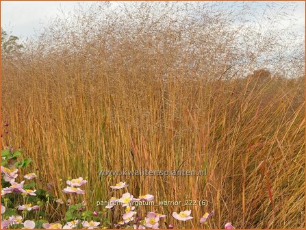 Panicum virgatum &#039;Warrior&#039; | Vingergras, Parelgierst | Rutenhirse | Wand Panic Grass