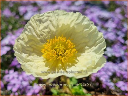 Papaver nudicaule &#039;Pop-up Mix&#039; | IJslandse papaver, Papaver, Klaproos | Island-Mohn | Iceland Poppy