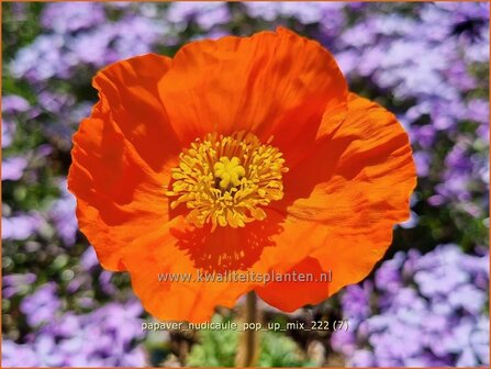 Papaver nudicaule &#039;Pop-up Mix&#039; | IJslandse papaver, Papaver, Klaproos | Island-Mohn | Iceland Poppy
