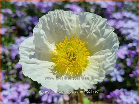 Papaver nudicaule &#039;Pop-up Mix&#039; | IJslandse papaver, Papaver, Klaproos | Island-Mohn | Iceland Poppy
