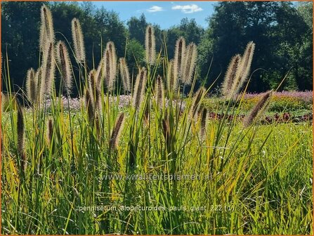 Pennisetum alopecuroides &#039;Pauls Giant&#039; | Breed lampenpoetsersgras, Borstelveergras, Lampenpoetsersgras | Lampenputzer