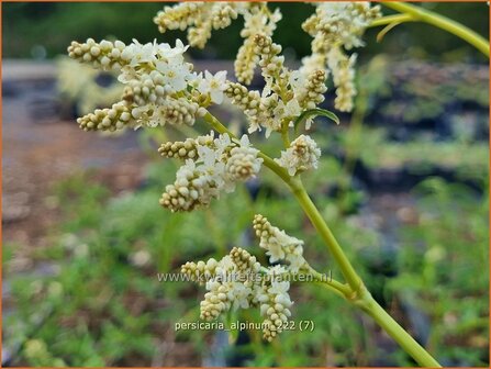 Persicaria alpinum | Alpenduizendknoop, Duizendknoop | Alpenkn&ouml;terich | Knotweed