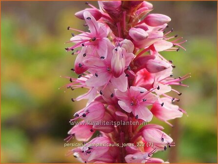 Persicaria amplexicaulis 'Jonas' | Doorgroeide duizendknoop, Adderwortel, Duizendknoop | Kerzenkn&ouml;terich | Mountain 