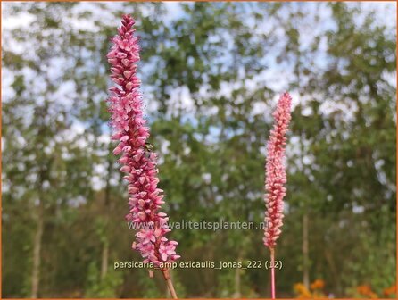 Persicaria amplexicaulis 'Jonas' | Doorgroeide duizendknoop, Adderwortel, Duizendknoop | Kerzenkn&ouml;terich | Mountain 