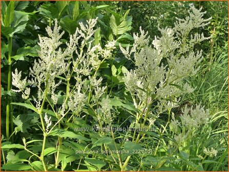 Persicaria polymorpha | Bergduizendknoop, Duizendknoop | Alpenkn&ouml;terich | Giant White Fleece Flower
