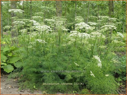 Peucedanum rablense | Varkenskervel | Haarstrang | Masterwort