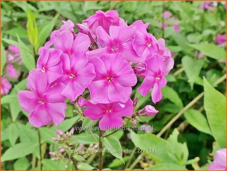 Phlox amplifolia &#039;Winnetou&#039; | Grootbladige vlambloem, Vlambloem, Flox, Floks | Gro&szlig;bl&auml;ttrige Flammenblume | Large-L