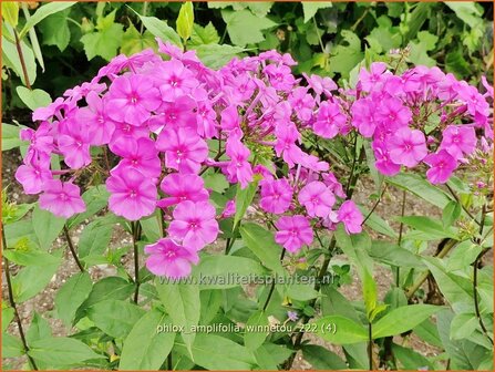 Phlox amplifolia &#039;Winnetou&#039; | Grootbladige vlambloem, Vlambloem, Flox, Floks | Gro&szlig;bl&auml;ttrige Flammenblume | Large-L