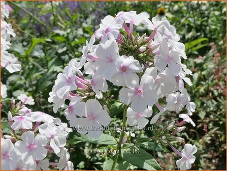 Phlox &#039;Nirvana&#039; | Hoge vlambloem, Vlambloem, Flox, Floks | Hohe Flammenblume | Border Phlox