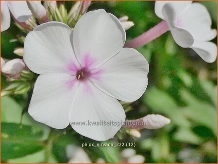 Phlox &amp;#39;Nirvana&amp;#39;