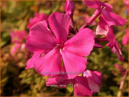 Phlox &#039;Tenor&#039; | Hoge vlambloem, Vlambloem, Flox, Floks | Hohe Flammenblume | Border Phlox