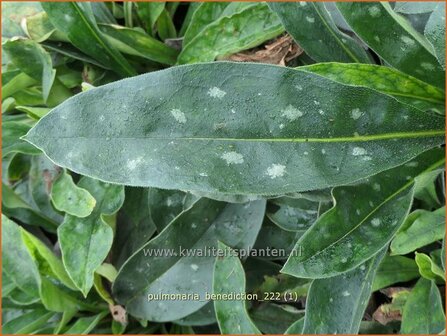 Pulmonaria 'Benediction' | Longkruid | Lungenkraut | Lungwort