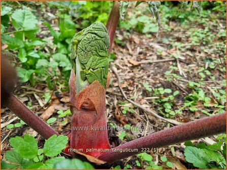 Rheum palmatum tanguticum | Sierrabarber | Kron-Rhabarber | Ornamental Rhubarb