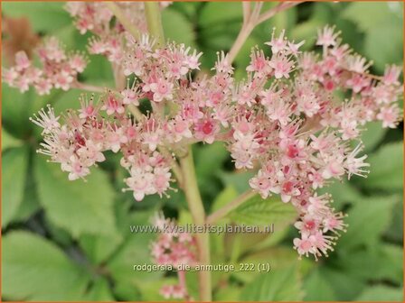 Rodgersia &#039;Die Anmutige&#039; | Schout-bij-nacht, Kijkblad | Schaublatt | Rodger&#039;s Flower