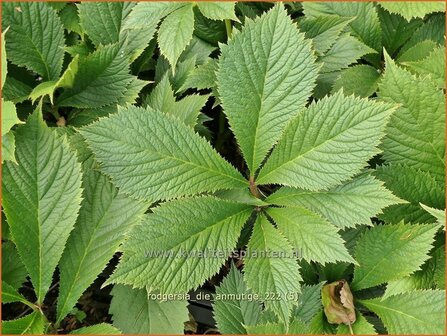Rodgersia &#039;Die Anmutige&#039; | Schout-bij-nacht, Kijkblad | Schaublatt | Rodger&#039;s Flower