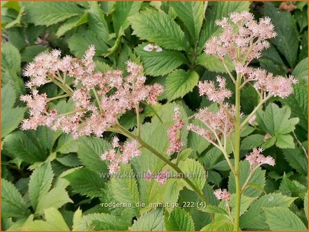 Rodgersia &#039;Die Anmutige&#039; | Schout-bij-nacht, Kijkblad | Schaublatt | Rodger&#039;s Flower