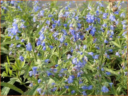 Salvia azurea &#039;Grandiflora&#039; | Azuurblauwe salie, Salvia | Gro&szlig;bl&uuml;tiger Sp&auml;therbst-Salbei | P