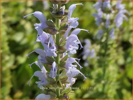 Salvia nemorosa 'Bumblesky' | Bossalie, Salie, Salvia | Steppensalbei | Woodland Sage