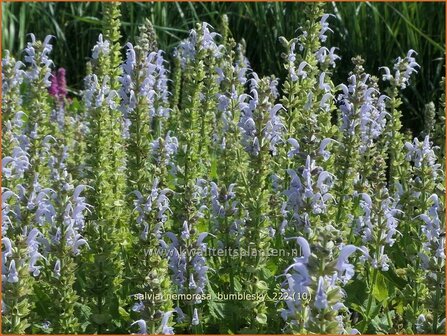 Salvia nemorosa 'Bumblesky' | Bossalie, Salie, Salvia | Steppensalbei | Woodland Sage
