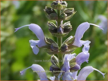 Salvia nemorosa 'Bumblesky' | Bossalie, Salie, Salvia | Steppensalbei | Woodland Sage