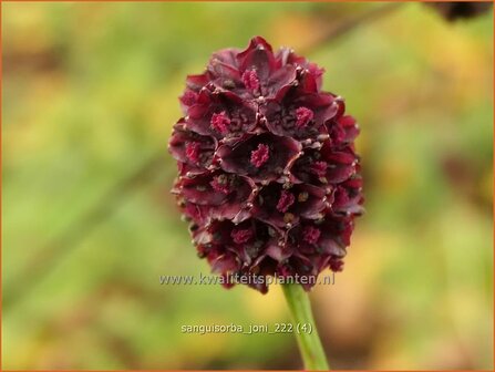 Sanguisorba &#039;Joni&#039; | Pimpernel, Sorbenkruid | Wiesenknopf | Burnet