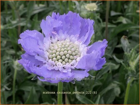 Scabiosa caucasica &#039;Perfecta&#039; | Kaukasisch duifkruid, Duifkruid, Schurftkruid | Kaukasus Grindkraut | Sweet Scabi