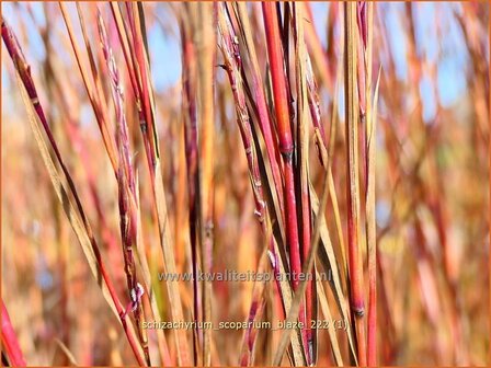 Schizachyrium scoparium &#039;Blaze&#039; | Klein prairiegras | Kleines Pr&auml;riegras | Little Bluestem