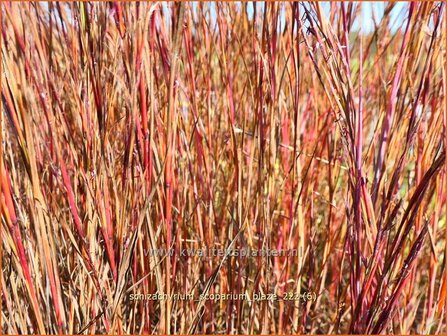 Schizachyrium scoparium &#039;Blaze&#039; | Klein prairiegras | Kleines Pr&auml;riegras | Little Bluestem