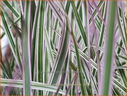Schizachyrium scoparium &#039;Chameleon&#039; | Klein prairiegras | Kleines Pr&auml;riegras | Little Bluestem