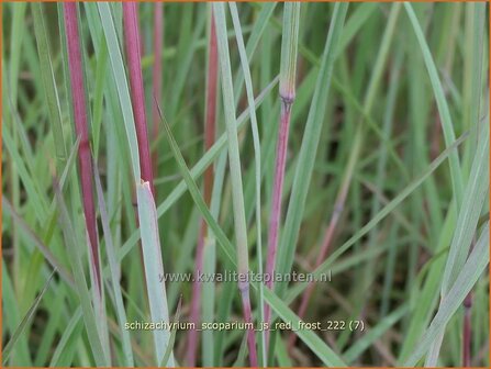 Schizachyrium scoparium &#039;JS Red Frost&#039; | Klein prairiegras | Kleines Pr&auml;riegras | Little Bluestem