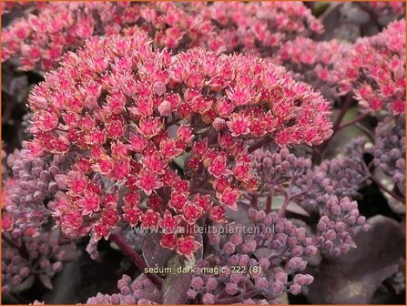 Sedum 'Dark Magic' | Hemelsleutel, Vetkruid | Fettblatt | Stonecrop