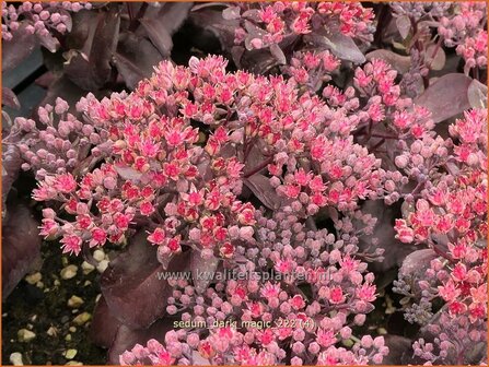 Sedum 'Dark Magic' | Hemelsleutel, Vetkruid | Fettblatt | Stonecrop
