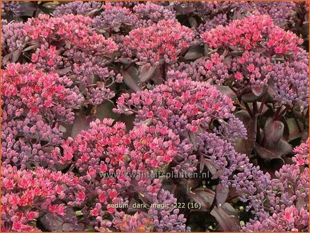 Sedum 'Dark Magic' | Hemelsleutel, Vetkruid | Fettblatt | Stonecrop