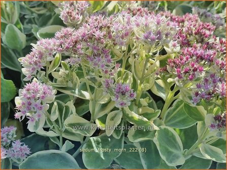Sedum 'Frosty Morn' | Hemelsleutel, Vetkruid | Fettblatt | Stonecrop