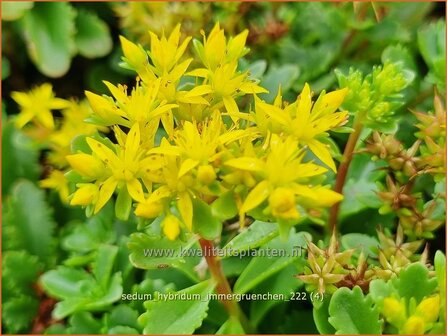 Sedum hybridum &#039;Immergr&uuml;nchen&#039; | Vetkruid | Mongolisches Fettblatt | Stonecrop