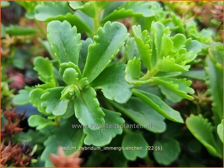 Sedum hybridum &#039;Immergr&uuml;nchen&#039; | Vetkruid | Mongolisches Fettblatt | Stonecrop