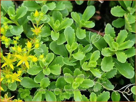 Sedum hybridum &#039;Immergr&uuml;nchen&#039; | Vetkruid | Mongolisches Fettblatt | Stonecrop