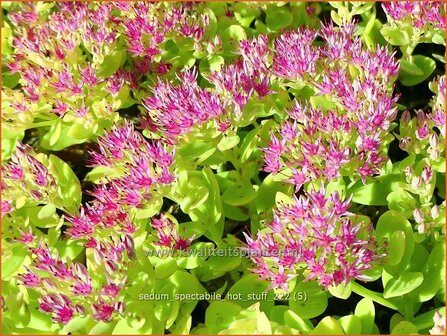 Sedum spectabile 'Hot Stuff' | Hemelsleutel, Vetkruid | Ansehnliches Fettblatt | Showy Stonecrop