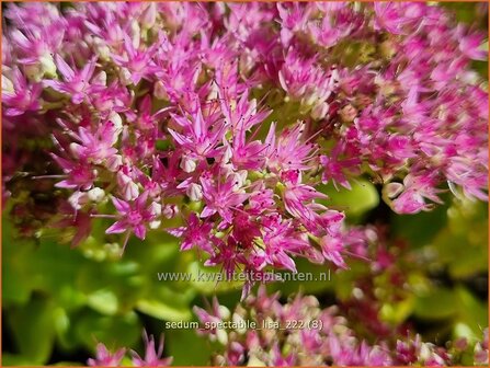 Sedum spectabile &#039;Lisa&#039; | Hemelsleutel, Vetkruid | Ansehnliches Fettblatt | Showy Stonecrop