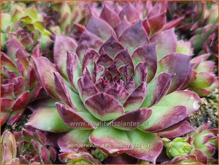 Sempervivum &#039;Dark Beauty&#039; | Huislook, Donderblad | Hauswurz | Houseleek