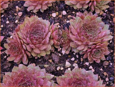 Sempervivum &#039;Jet Stream&#039; | Huislook, Donderblad | Hauswurz | Houseleek